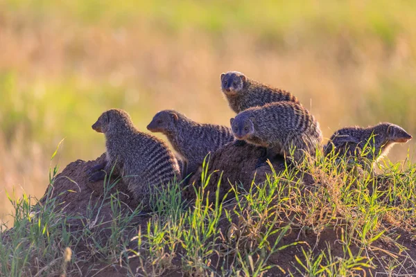 Serengeti Nationakl Park Ngorongoro Conservation Área Tanzania — Foto de Stock