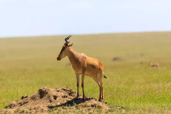 Serengeti Nationakl Park Ngorongoro Conservation Area Tanzanie — Stock fotografie