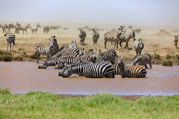 Parco Nazionale Del Serengeti Zona Conservazione Ngorongoro Tanzania — Foto Stock