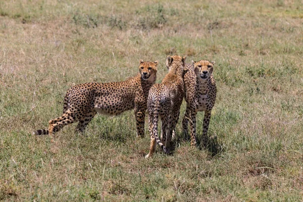 Serengeti Nationakl Park Ngorongoro Conservation Area Tanzanie — Photo