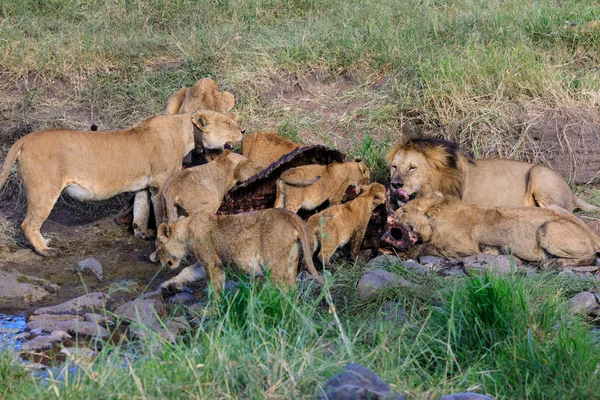 Serengeti Nationakl Park ve Ngorongoro koruma alanı, Tanzanya