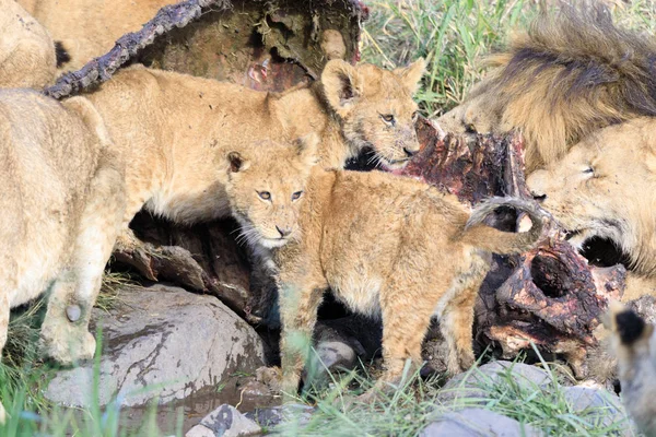Serengeti Nationakl Park ve Ngorongoro koruma alanı, Tanzanya