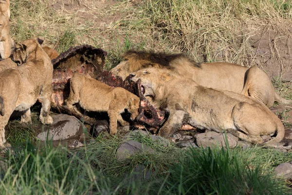 Nationakl Πάρκο Serengeti Και Περιοχή Ngorongoro Διατήρησης Τανζανία — Φωτογραφία Αρχείου