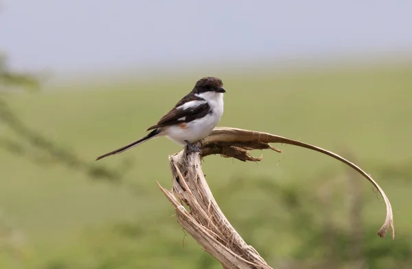 Serengeti Nationakl Park Ngorongoro Ochrony Obszaru Tanzania — Zdjęcie stockowe