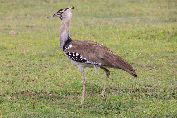 Parco Nazionale Del Serengeti Zona Conservazione Ngorongoro Tanzania — Foto Stock