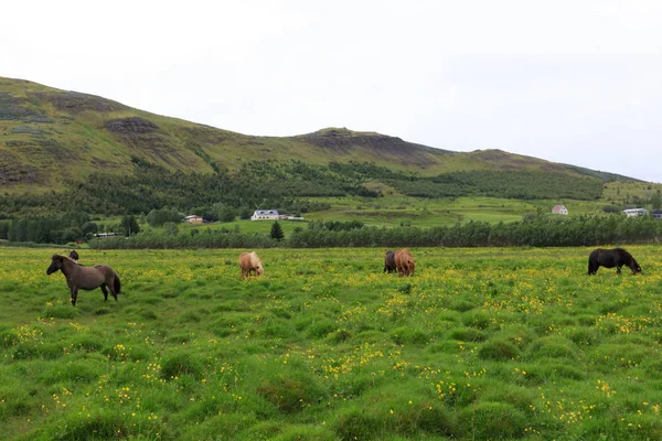 Der Nähe Von Reyjavik Islandpferde Grüne Weiden Ackerland Incelandic Pferde — Stockfoto