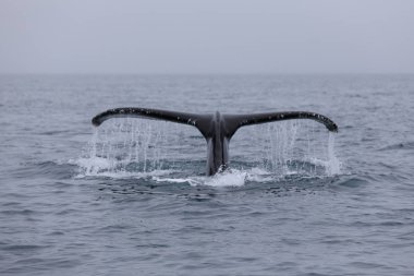 Martı Adası ve Husavik, İzlanda