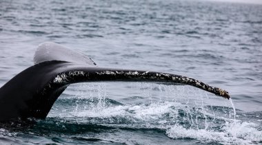 Martı Adası ve Husavik, İzlanda