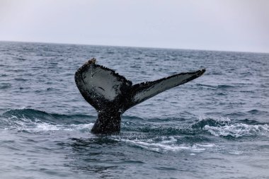 Martı Adası ve Husavik, İzlanda