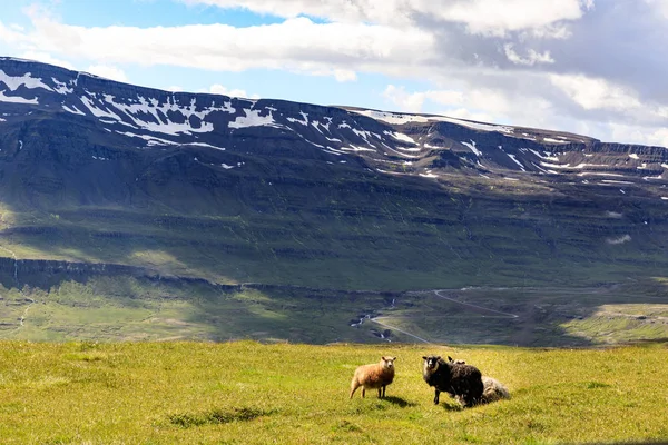 Kék Jég Patak Völgyében Látszó Seyjisfur Izland Közelében Orbjrn Arnoddsson — Stock Fotó