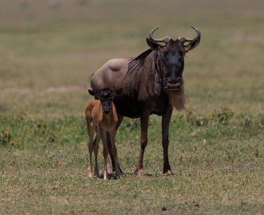 Ndutu Serenegti ve Ngorongoro Safari 2019