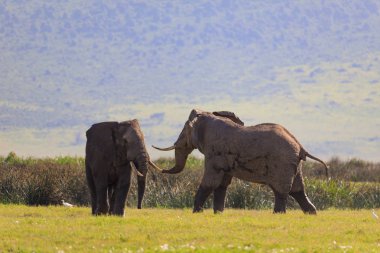 Ndutu Serenegti ve Ngorongoro Safari 2019