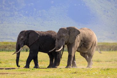Ndutu Serenegti ve Ngorongoro Safari 2019