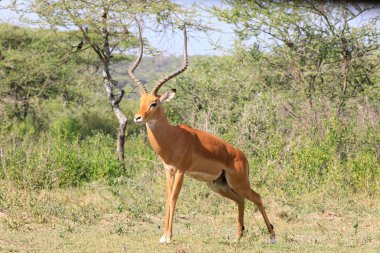 Ndutu Serenegti ve Ngorongoro Safari 2019