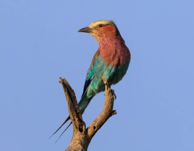 Ndutu Serenegti ve Ngorongoro Safari 2019