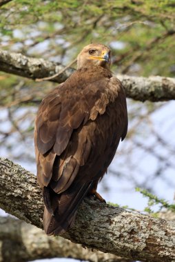 Ndutu Serenegti ve Ngorongoro Safari 2019