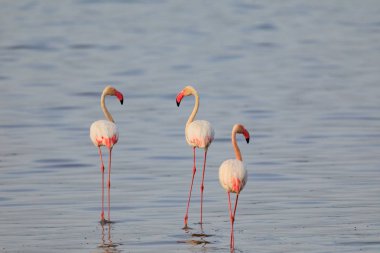 Ndutu Serenegti ve Ngorongoro Safari 2019