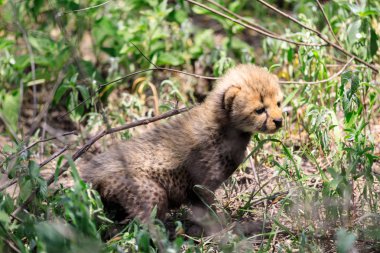 Ndutu Serenegti ve Ngorongoro Safari 2019