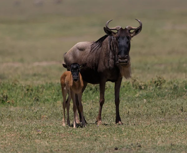 Ndutu Serenegti και Νγκορονγκόρο Safari 2019 — Φωτογραφία Αρχείου