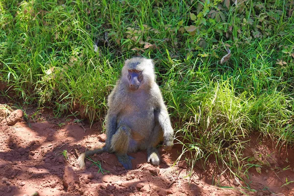 Ndutu Serenegti and Ngorongoro Safari 2019