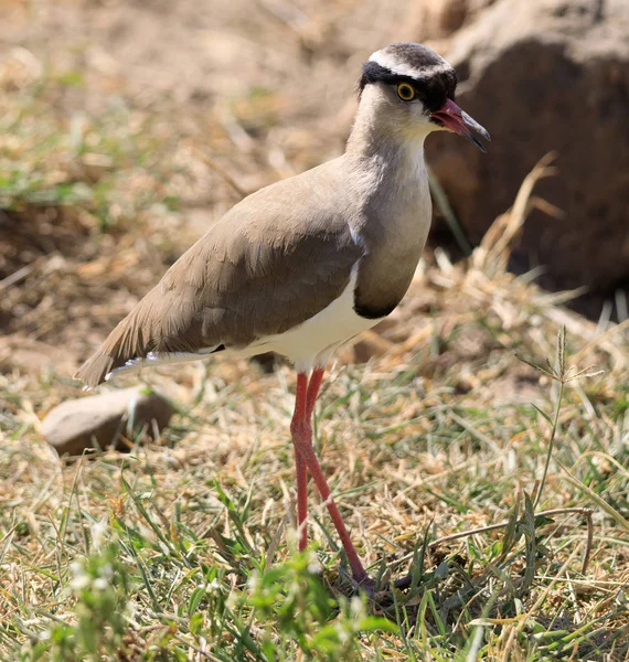 Ndutu Serenegti y Ngorongoro Safari 2019 — Foto de Stock