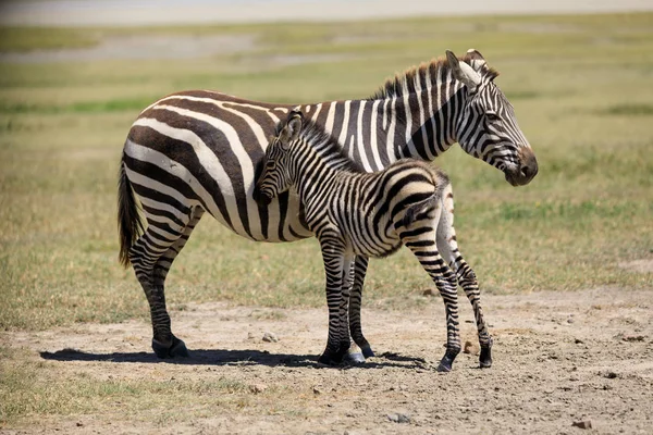 Ndutu Serenegti y Ngorongoro Safari 2019 —  Fotos de Stock