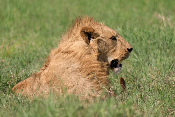 SOPA Serenegti a Ngorongoro Safari 2019 — Stock fotografie