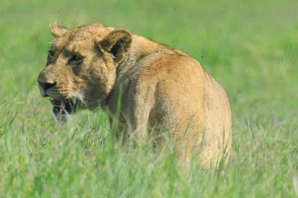 Ndutu Serenegti και Νγκορονγκόρο Safari 2019 — Φωτογραφία Αρχείου