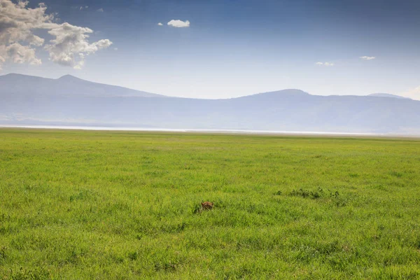 Ndutu Serenegti and Ngorongoro Safari 2019