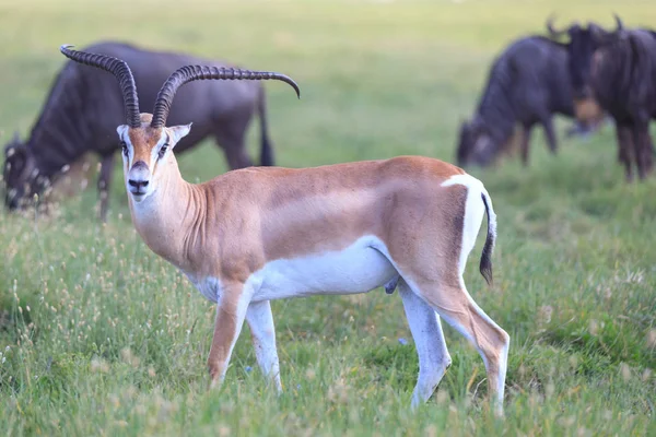 Ndutu Serenegti en Ngorongoro Safari 2019 — Stockfoto