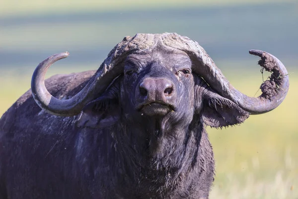 Ndutu Serenegti y Ngorongoro Safari 2019 — Foto de Stock