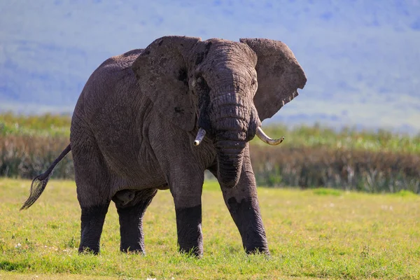 Ndutu Serenegti y Ngorongoro Safari 2019 — Foto de Stock