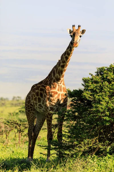 Ndutu Serenegti en Ngorongoro Safari 2019 — Stockfoto