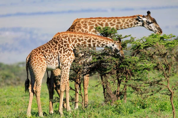 Ndutu Serenegti ve Ngorongoro Safari 2019 — Stok fotoğraf