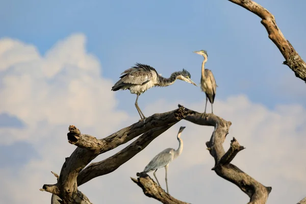 Ndutu Serenegti και Νγκορονγκόρο Safari 2019 — Φωτογραφία Αρχείου