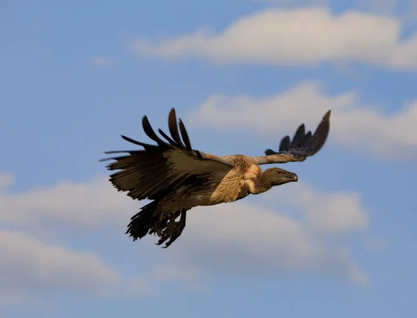 Ndutu Serenegti és a Ngorongoro Safari 2019 — Stock Fotó