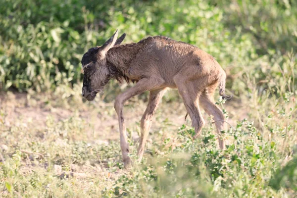 Ndutu Serenegti e Ngorongoro Safari 2019 — Fotografia de Stock