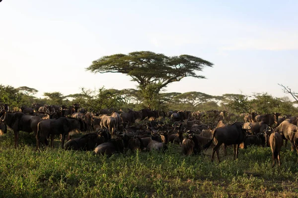 Ndutu Serenegti and Ngorongoro Safari 2019
