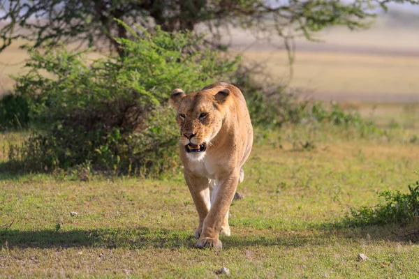 Ndutu serenegti 和 ngorongoro safari — 图库照片