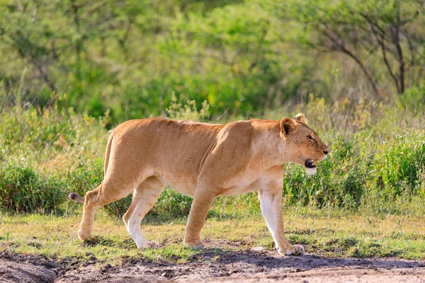 Ndutu Serenegti και Νγκορονγκόρο Safari 2019 — Φωτογραφία Αρχείου