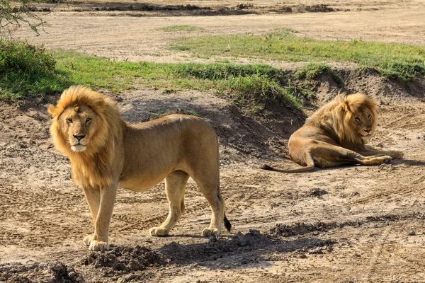 Ndutu Serenegti i Ngorongoro Safari 2019 — Zdjęcie stockowe