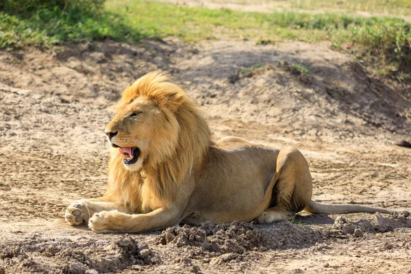 Ndutu Serenegti och Ngorongoro Safari 2019 — Stockfoto