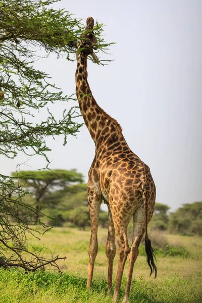 Ndutu Serenegti en Ngorongoro Safari 2019 — Stockfoto