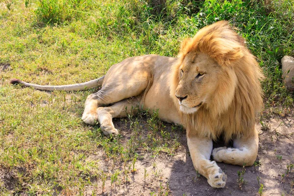 Ndutu serenegti 和 ngorongoro safari — 图库照片