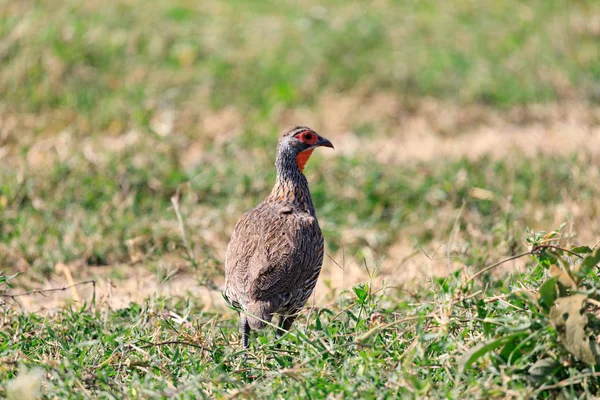 SOPA Serenegti a Ngorongoro Safari 2019 — Stock fotografie