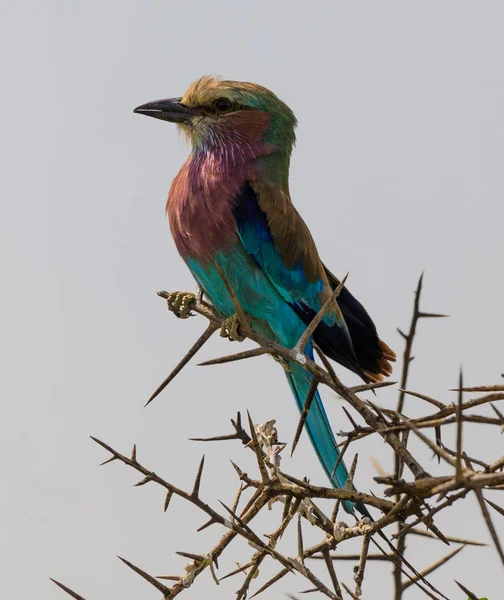 Ndutu Serenegti i Ngorongoro Safari 2019 — Zdjęcie stockowe