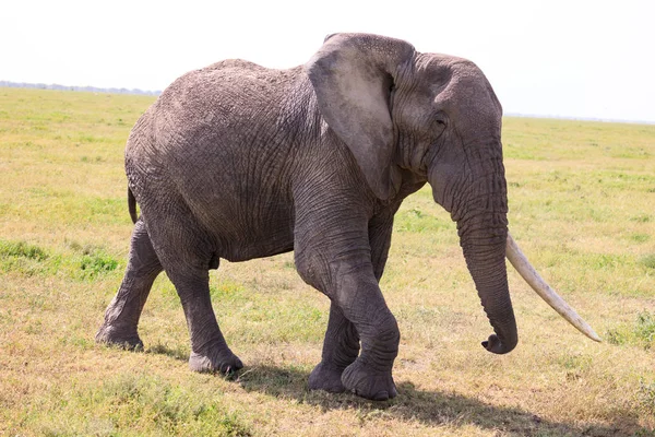 Ndutu serenegti und ngorongoro safari 2019 — Stockfoto