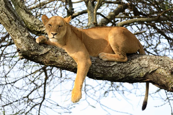 Ndutu Serenegti och Ngorongoro Safari 2019 — Stockfoto