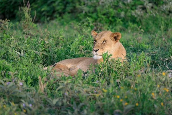 Ndutu serenegti 和 ngorongoro safari — 图库照片