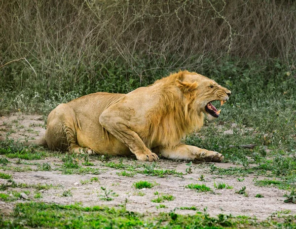 Ndutu Serenegti i Ngorongoro Safari 2019 — Zdjęcie stockowe